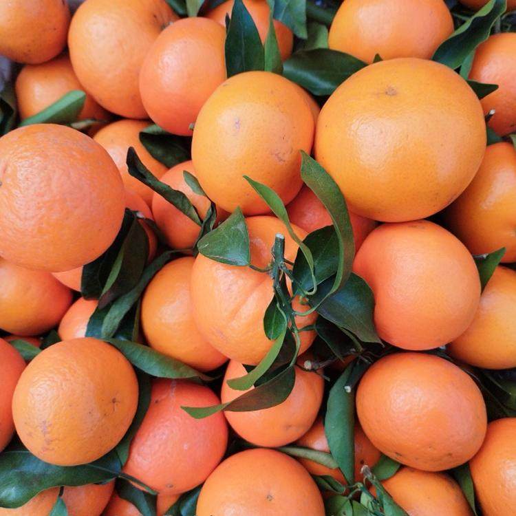贵州平塘农家沃柑新鲜水果橘子橙子农家自种现摘现发包邮,淘宝优惠券,粉丝福利购,淘宝优惠卷