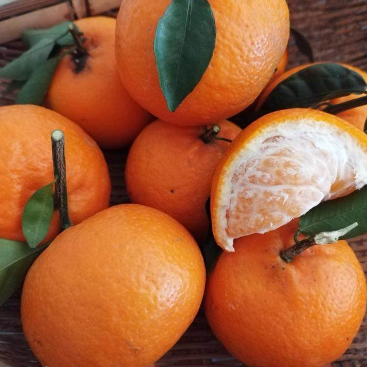 贵州平塘农家沃柑新鲜水果橘子橙子农家自种现摘现发包邮,淘宝优惠券,粉丝福利购,淘宝优惠卷