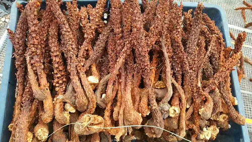 大兴安岭不老草野生草苁蓉泡酒料泡茶列当煲汤野生山苞米新货包邮 - 图2
