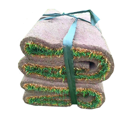 草皮真草坪带泥土果岭草四季青地毯草剪股颖带土庭院绿化马尼拉-图3