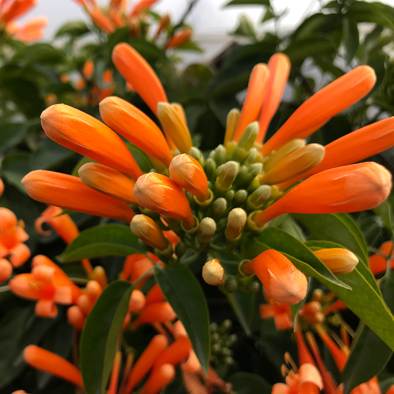 炮仗花苗爬藤植物垂吊凌霄花四季攀爬  牵藤爬墙庭院鞭炮花阳台 - 图2