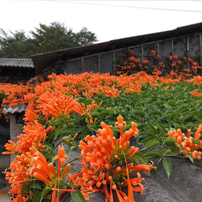 炮仗花苗爬藤植物垂吊凌霄花四季攀爬  牵藤爬墙庭院鞭炮花阳台 - 图1