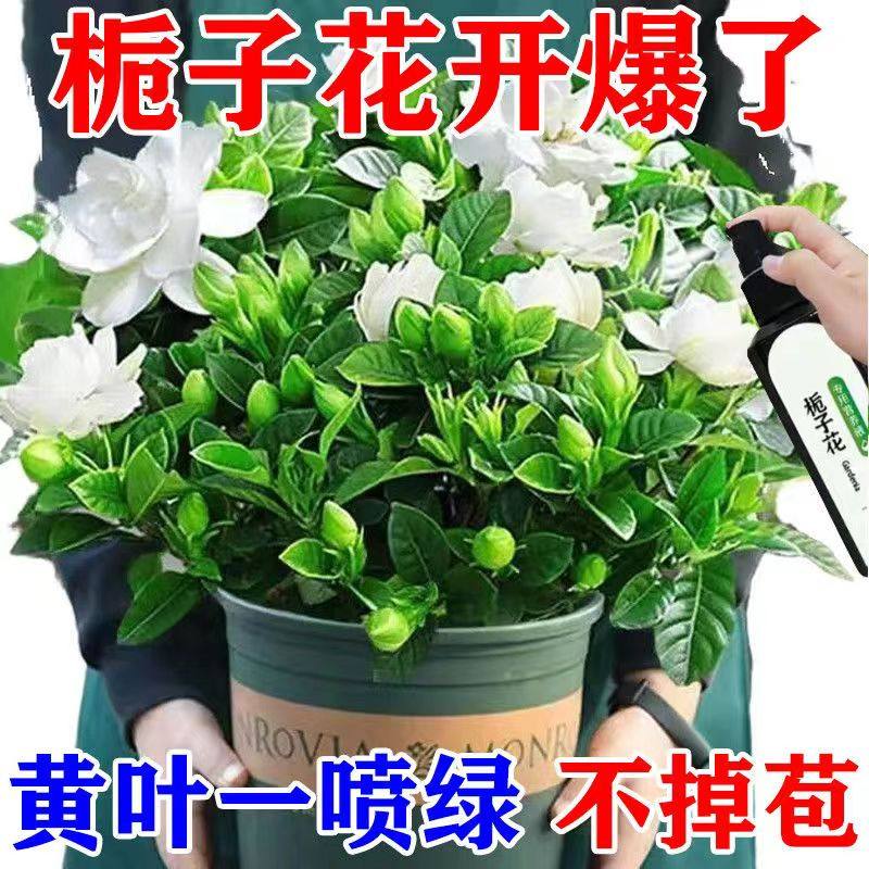 栀子花专用营养液掉治黄叶花苞催花家用盆栽开花专用肥,淘宝优惠券,粉丝福利购,淘宝优惠卷