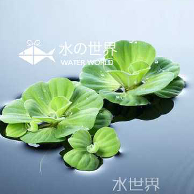 净化水质水培植物养鱼水芙蓉浮草水生大叶浮萍养虾室内庭院池塘