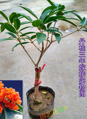 四季桂花苗金桂花苗日香桂花苗 桂花树苗丹桂红桂花 盆栽庭院种植