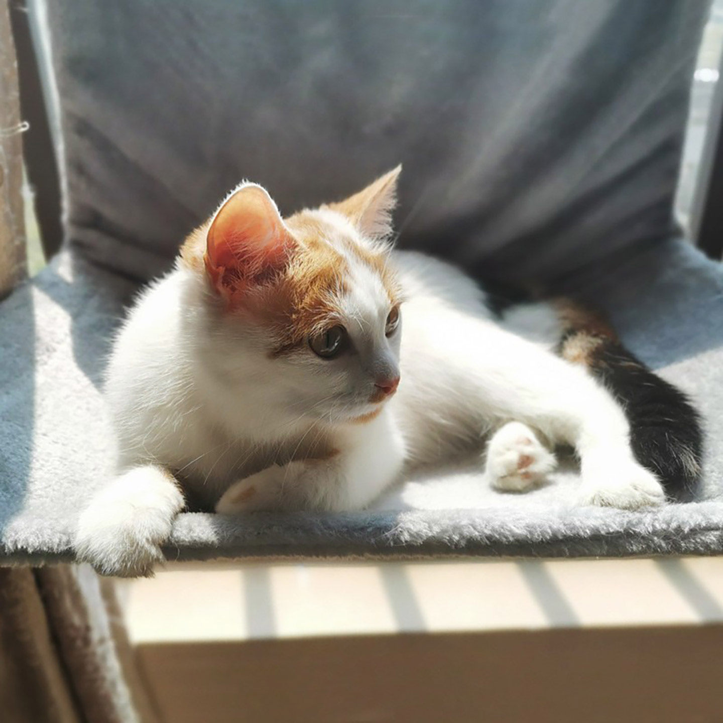 猫咪吊床吊篮猫笼挂钩挂窝挂式阳台悬挂式窗台晒太阳笼子小猫秋千,淘宝优惠券,粉丝福利购,淘宝优惠卷