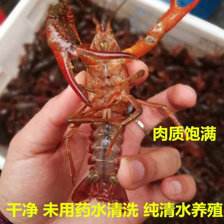 江苏盱眙清水小龙虾鲜活5斤装洪泽湖789钱特大活体青壳虾红头虾-图0