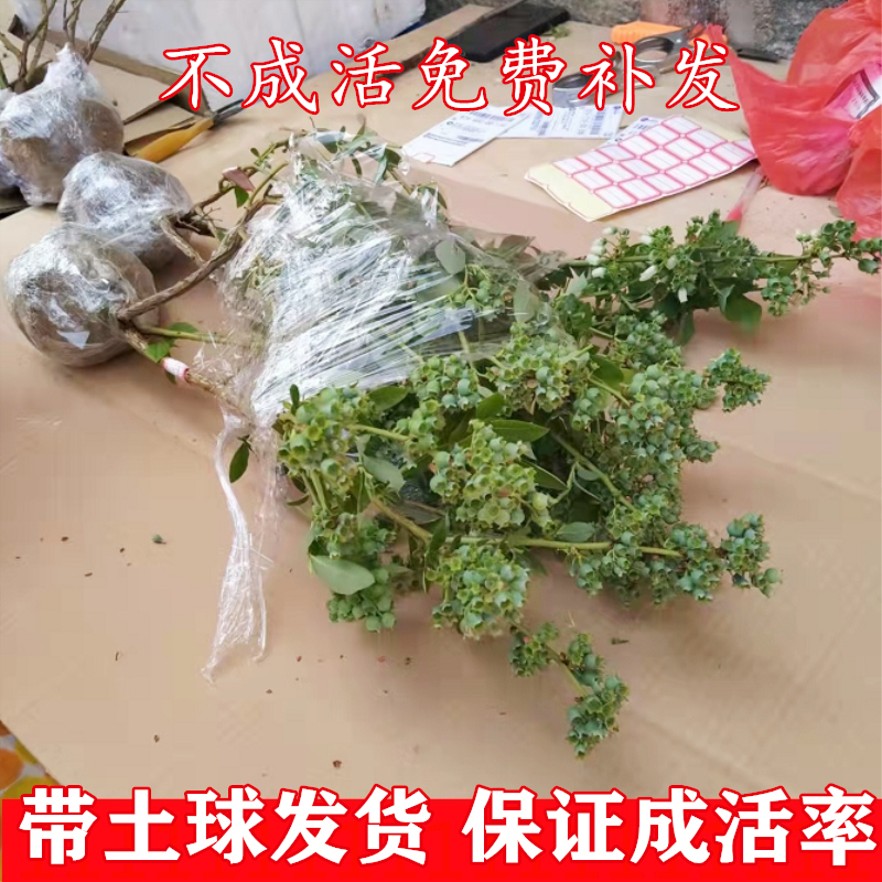 蓝莓果树苗盆栽地栽阳台庭院四季南方北方种植当年结果蓝莓苗带土 - 图1