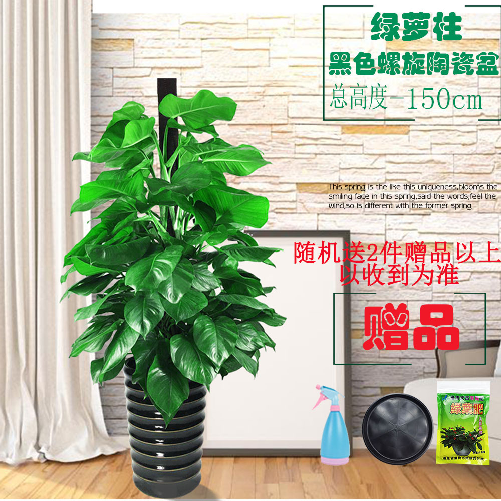 大叶绿萝吸甲醛柱包邮大型室内植物常青盆栽绿植养眼环保净化空气 - 图2