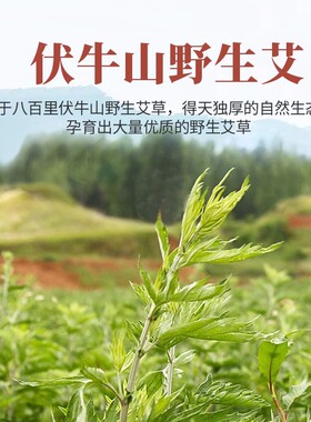 加粗纯艾柱雷火灸棒陈年艾草艾灸