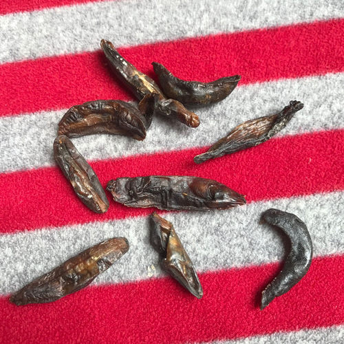 鼻涕虫 中药材 精选蛞蝓 别称 鼻涕虫干品 土蜗 水蜒蚰100克包邮 - 图2