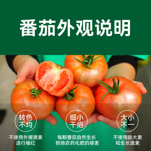 【绿行者】普罗旺斯粉番茄沙瓤西红柿新鲜自然熟当季生吃水果蔬菜 - 图3