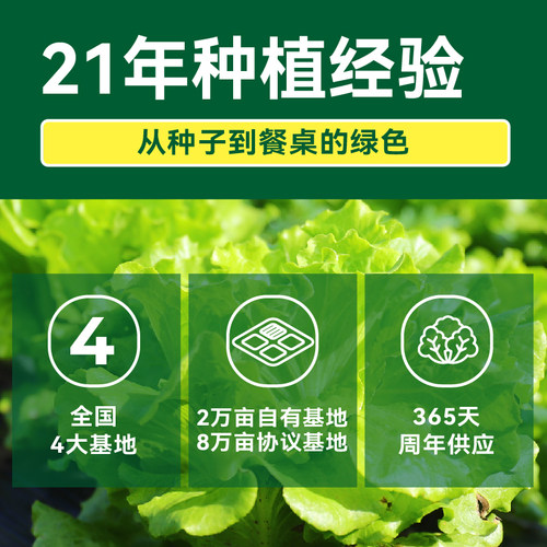 【绿行者】生菜沙拉材料3种生菜组合2斤装低脂混合蔬菜西餐即食C-图1