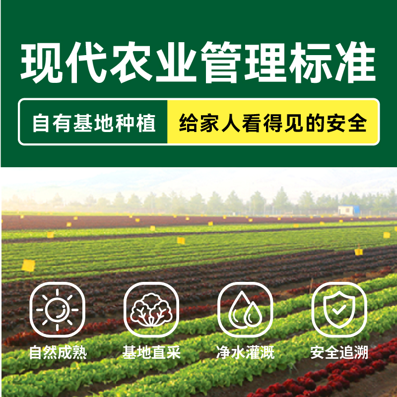 【绿行者】生菜沙拉材料3种生菜组合2斤装低脂混合蔬菜沙拉即食B - 图2