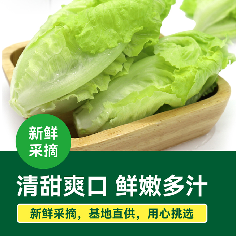 【绿行者】西班牙生菜新鲜蔬菜沙拉材料轻食清香爽口叶菜生菜3斤