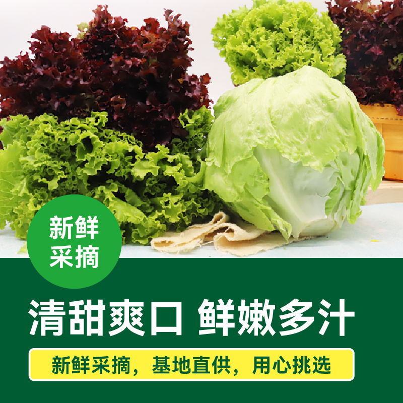 【绿行者】生菜沙拉材料3种生菜组合2斤装低脂混合蔬菜沙拉即食B-图3