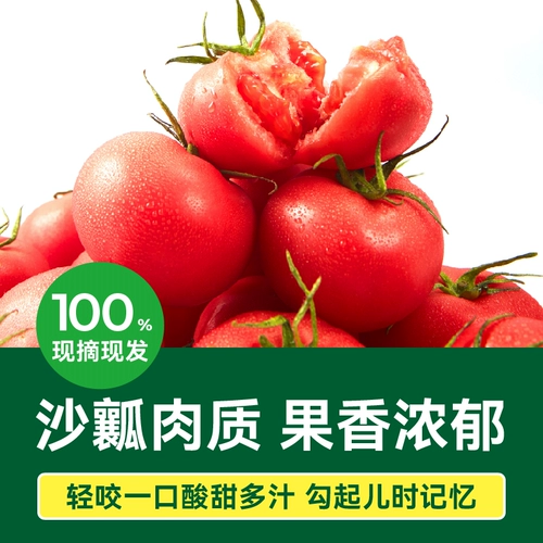 【Зеленый ходок】 Momotaro Powder Tomato Tomato Свежие песчаные помидоры и помидоры с сырыми фруктами и старым вкусом фермы