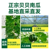 【Зеленый ходунок】 beibei тыква Аутентичный каштановый вкус маленькая тыква Свежая овощная старая тыква дополняет пищевая порошковая клейкая комплементарная пища