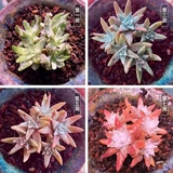 Заполняющий свет, светодиодная лампа для растений на солнечной энергии, комфортный световой спектр