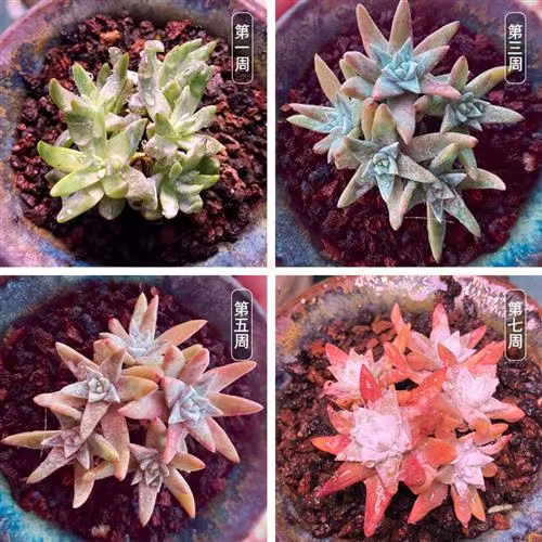 Заполняющий свет, светодиодная лампа для растений на солнечной энергии, комфортный световой спектр