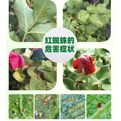 喜霸天45%联肼·乙螨唑红蜘蛛杀螨剂 - 图1
