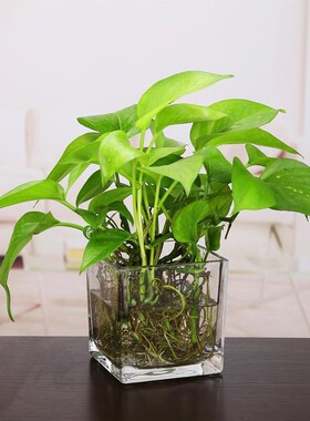 玻璃方缸透明玻璃花盆水培透明多功能玻璃盆子简约透明加厚玻璃花