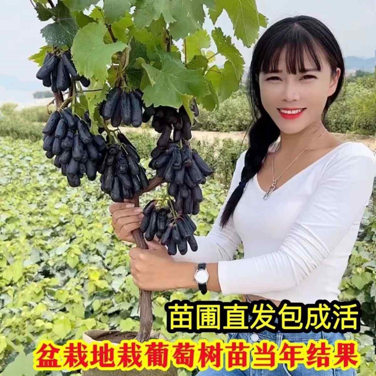 盆栽无籽蓝宝石葡萄树苗当年结果南北方庭院室内外种植爬藤包成活-图0