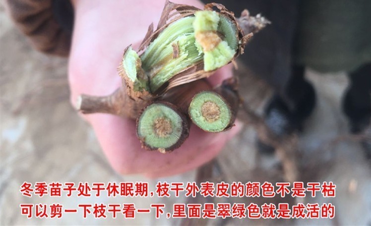 葡萄苗果树树苗盆栽地栽爬藤庭院南方北方种植苗当年结果葡萄树苗 - 图1