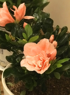 室内比利时杜鹃花盆景