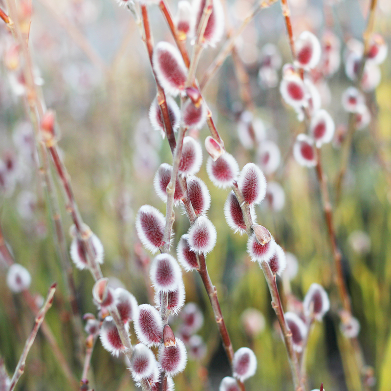 红猫柳阿苏山Aso银芽柳粉狐尾耐寒灌木盆栽苗日系鲜切花枝花园鳗 - 图1