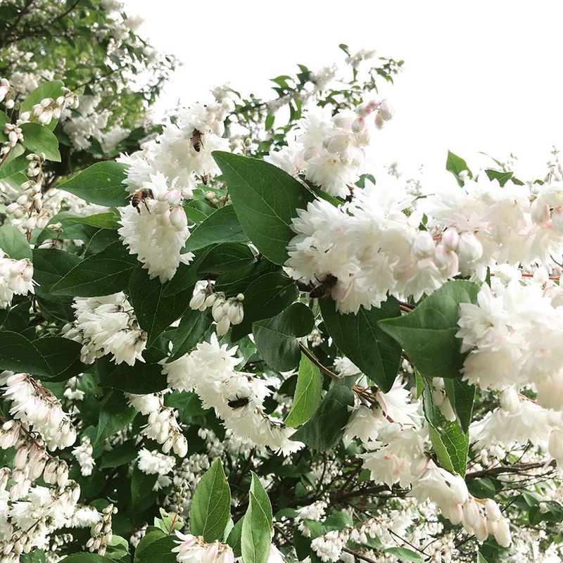 【溲疏】夏樱花雪樱花草莓田爱丽丝花园鳗庭院耐阴花灌木盆栽苗绒 - 图2