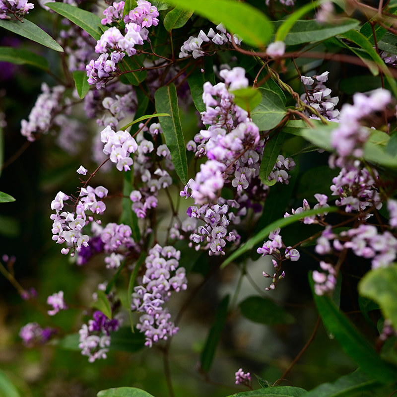 花园鳗哈登柏豆舞姬澳洲小紫藤四季常绿耐热爬藤花卉多年生珊瑚豆,淘宝优惠券,粉丝福利购,淘宝优惠卷