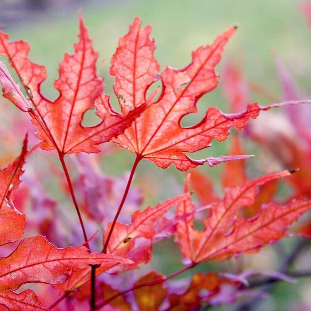 【日本枫树】赤鸭立泽脉纹红枫耐阴乔木日式庭院阳台花园鳗盆栽苗,淘宝优惠券,粉丝福利购,淘宝优惠卷