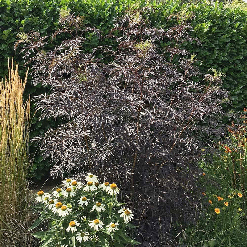 【接骨木】黑色蕾丝/麦当娜 庭院耐寒耐阴彩叶花灌木花园鳗盆栽苗,淘宝优惠券,粉丝福利购,淘宝优惠卷