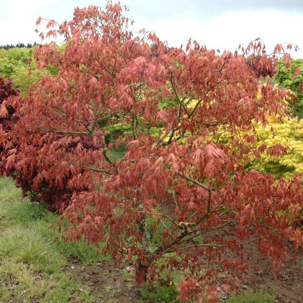 【日本枫树】赤鸭立泽脉纹红枫耐阴乔木日式庭院阳台花园鳗盆栽苗,淘宝优惠券,粉丝福利购,淘宝优惠卷