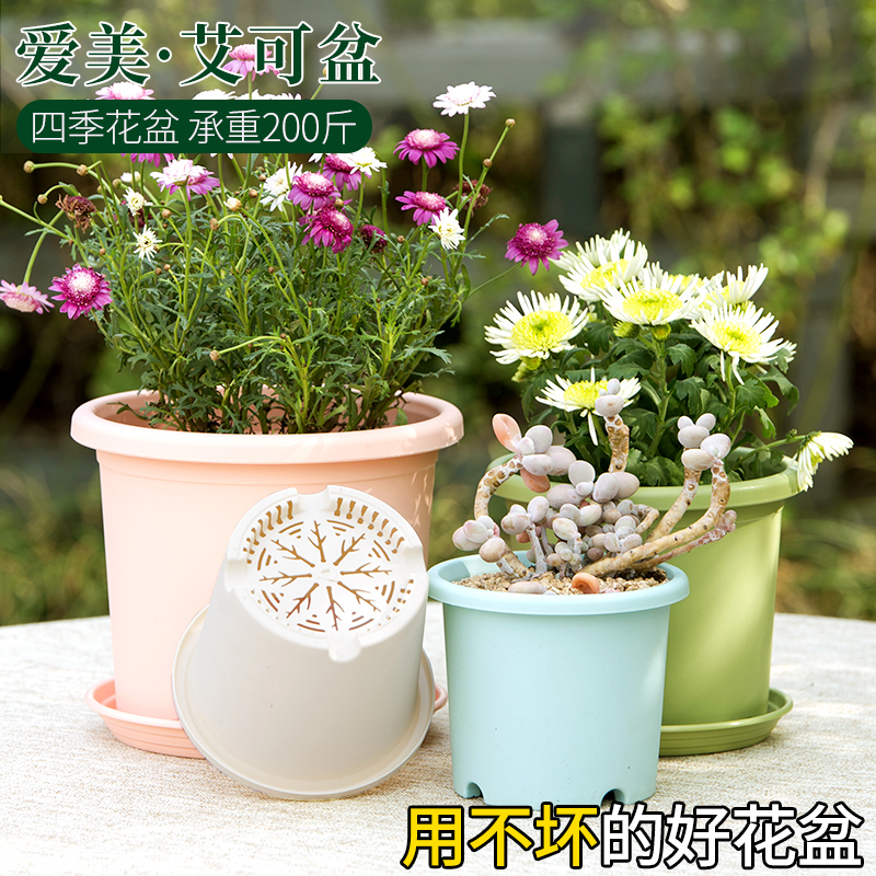 四季型月季 新人首单立减十元 22年2月 淘宝海外