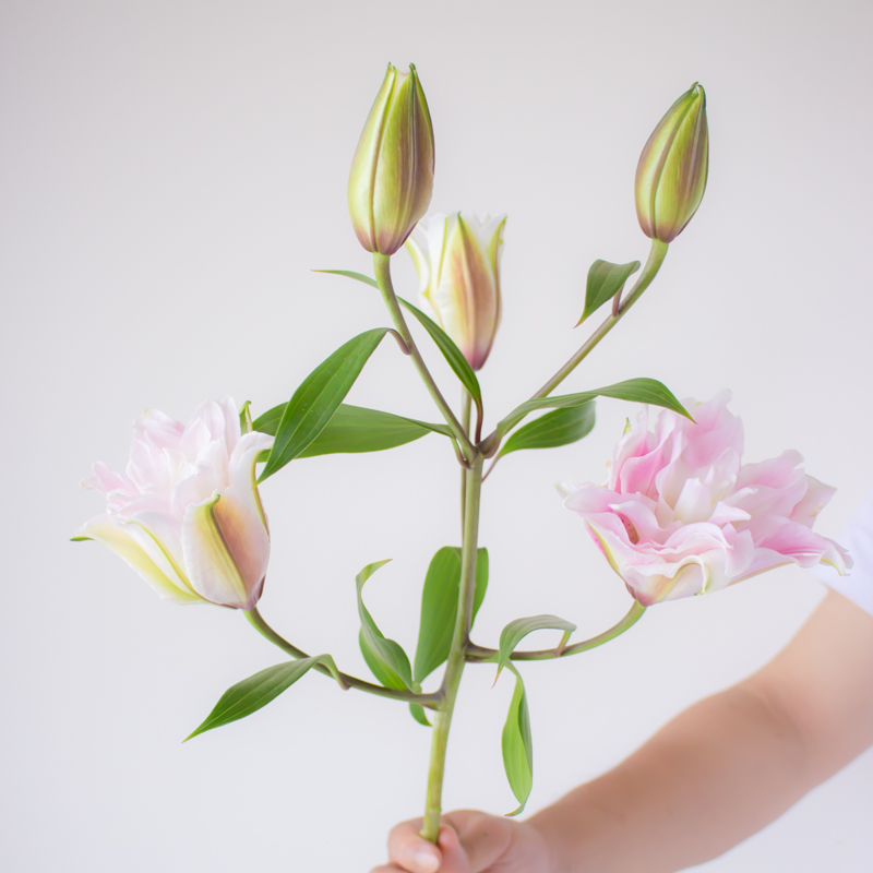 伊莎贝拉重瓣百合鲜花云南直发室内水培客厅插花百合花鲜切花花束 - 图0