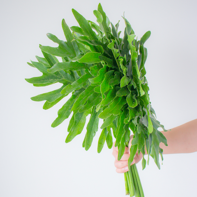 小叶春羽水培植物鲜花云南基地直发鲜切叶子家用插花绿植顺丰包邮 - 图1