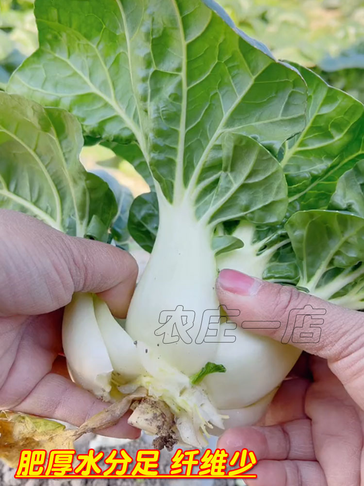 奶白菜种子小白菜青菜黑油菜春季四季蔬菜种籽秋矮脚秋播种孑冬季 - 图1