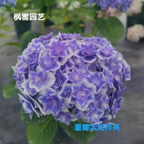 4.埃及艳后星集彩梦星空漫卷流光巡恋歌大花绣球植物盆栽花卉花苗 - 图2