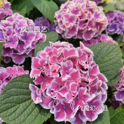 5.大花绣球花苗魔幻系列精灵革命海洋饰品小丑城堡珊瑚红宝石盆栽 - 图3