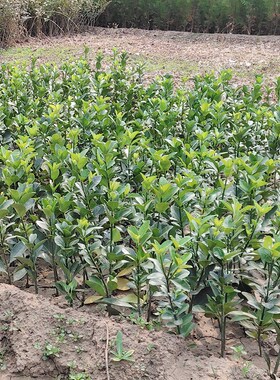 千年矮树苗 常绿 四季路边绿化花卉院子里种的花万年青树苗黄杨