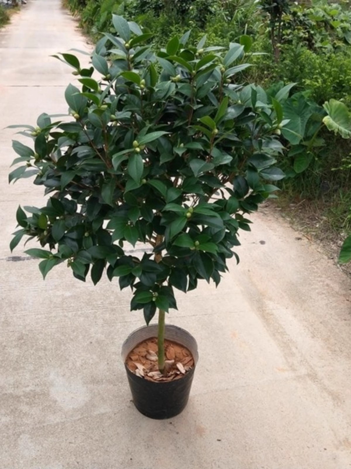 一颗多色茶花树苗带花苞发货盆栽浓香型室外十色赤丹植物四季开花 - 图2