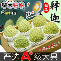 Milk pineapple Pineapple Relieved Cargos 5 Catty of Big Fruit Fresh Fruit Foot Pineapple Pregnant pregnant woman When season tropical sweet fruit