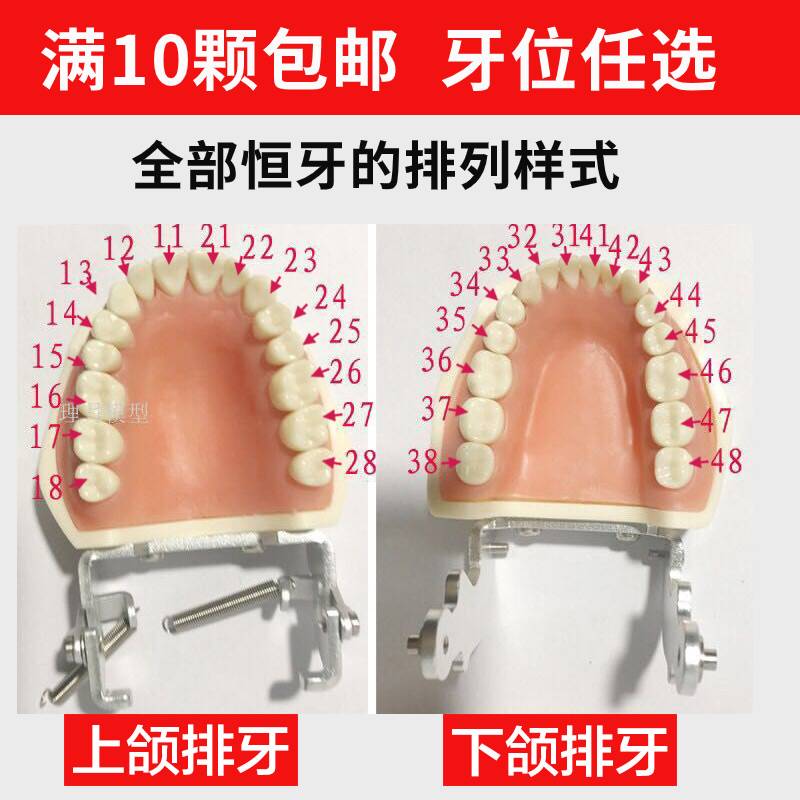 牙模型根管备牙开髓牙仿真种植牙根管离体牙树脂牙考试专用牙粒模 - 图2