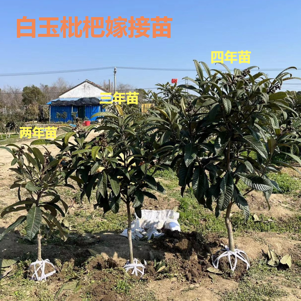 白玉枇杷嫁接苗发源地苏州东山白玉枇杷苗现挖带土球发货庭院果树 - 图0