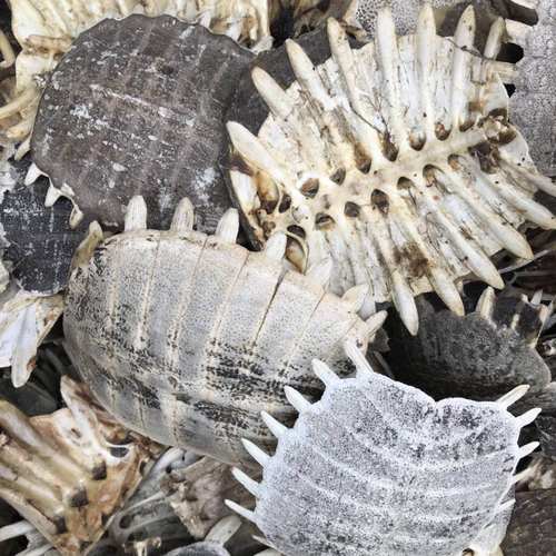 中药材 生鳖甲 醋鳖甲壳 甲鱼壳 鳖盖子 500克 包邮 可免费打粉 - 图1