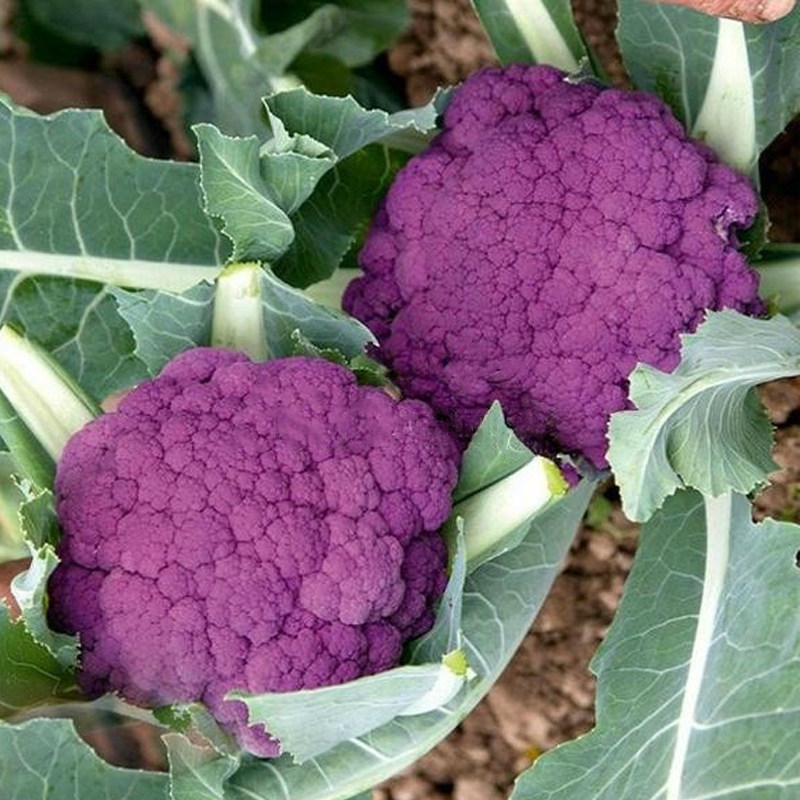 西兰花种子籽彩色花椰菜苗宝塔菜南方花菜孑紫黄色菜花西兰花