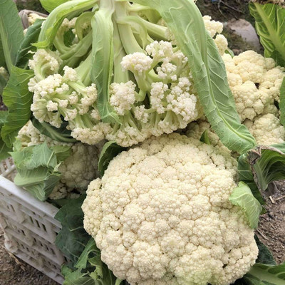 台湾庆美65青梗松花菜种籽种子有机花菜松散菜孑秋冬种花菜种原装 虎窝淘