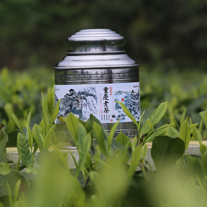 金香花茶总部重庆老茶2021春茶新茶叶毛尖绿茶高山散装云雾绿茶清 - 图0